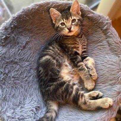 Pancake, Baby Female Tabby