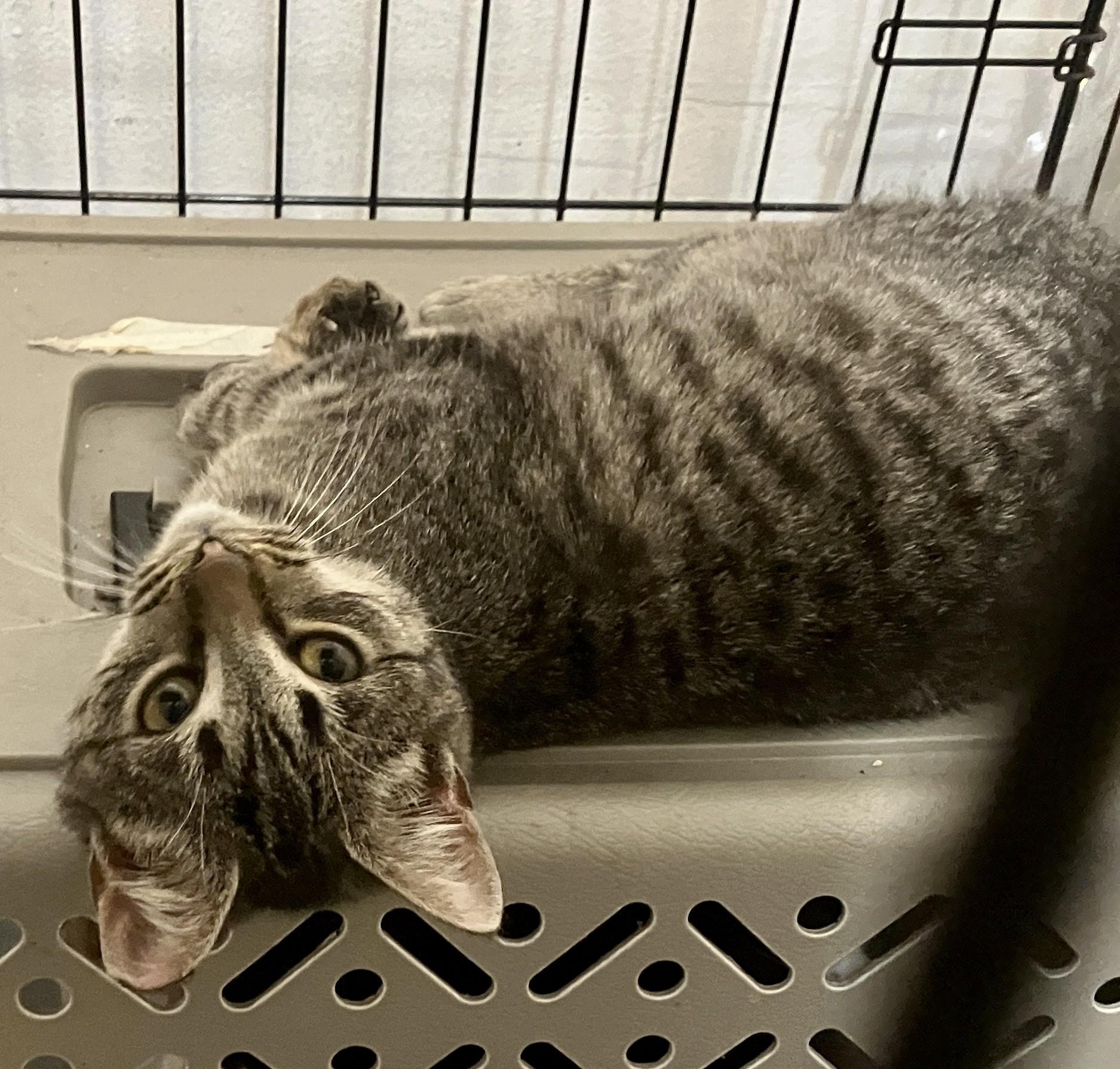 Tabitha, an adopted Domestic Short Hair in Detroit, MI image 2/3