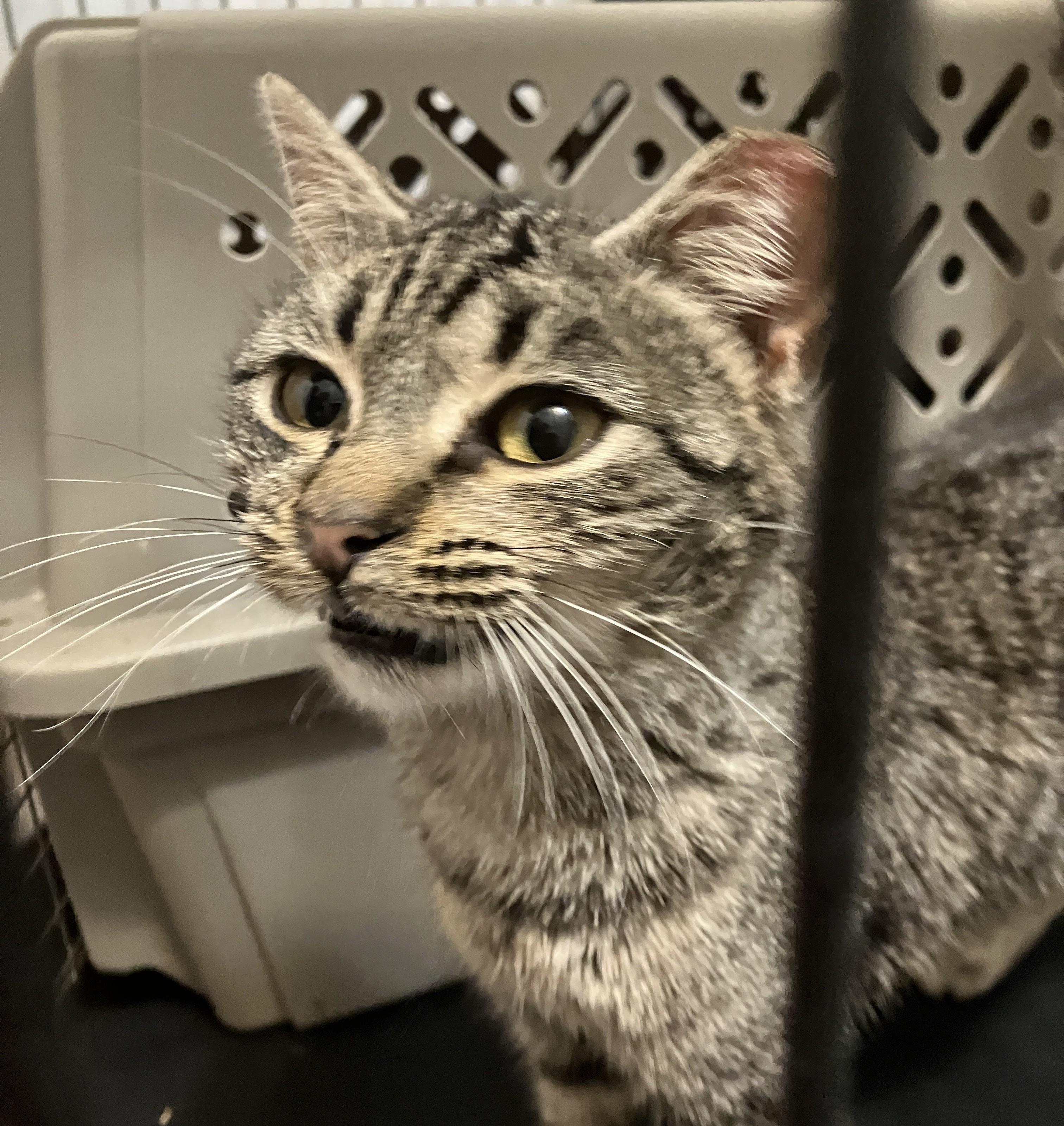 Tabitha, adopted, Young Female Domestic Short Hair.