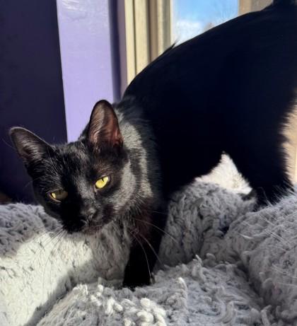 Enlarge Danish, a Adoptable mixed breed in Willmar, MN image 1/3