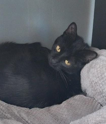 Danish, Adoptable, Young Female Domestic Short Hair & Domestic Short Hair.