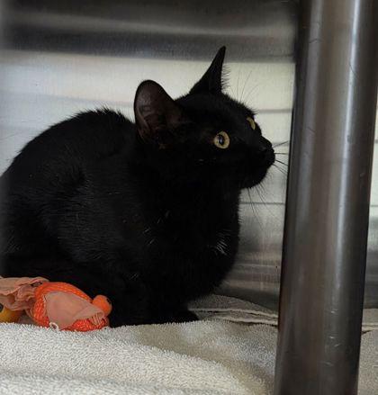 Enlarge Danish, a Adoptable mixed breed in Willmar, MN image 3/3