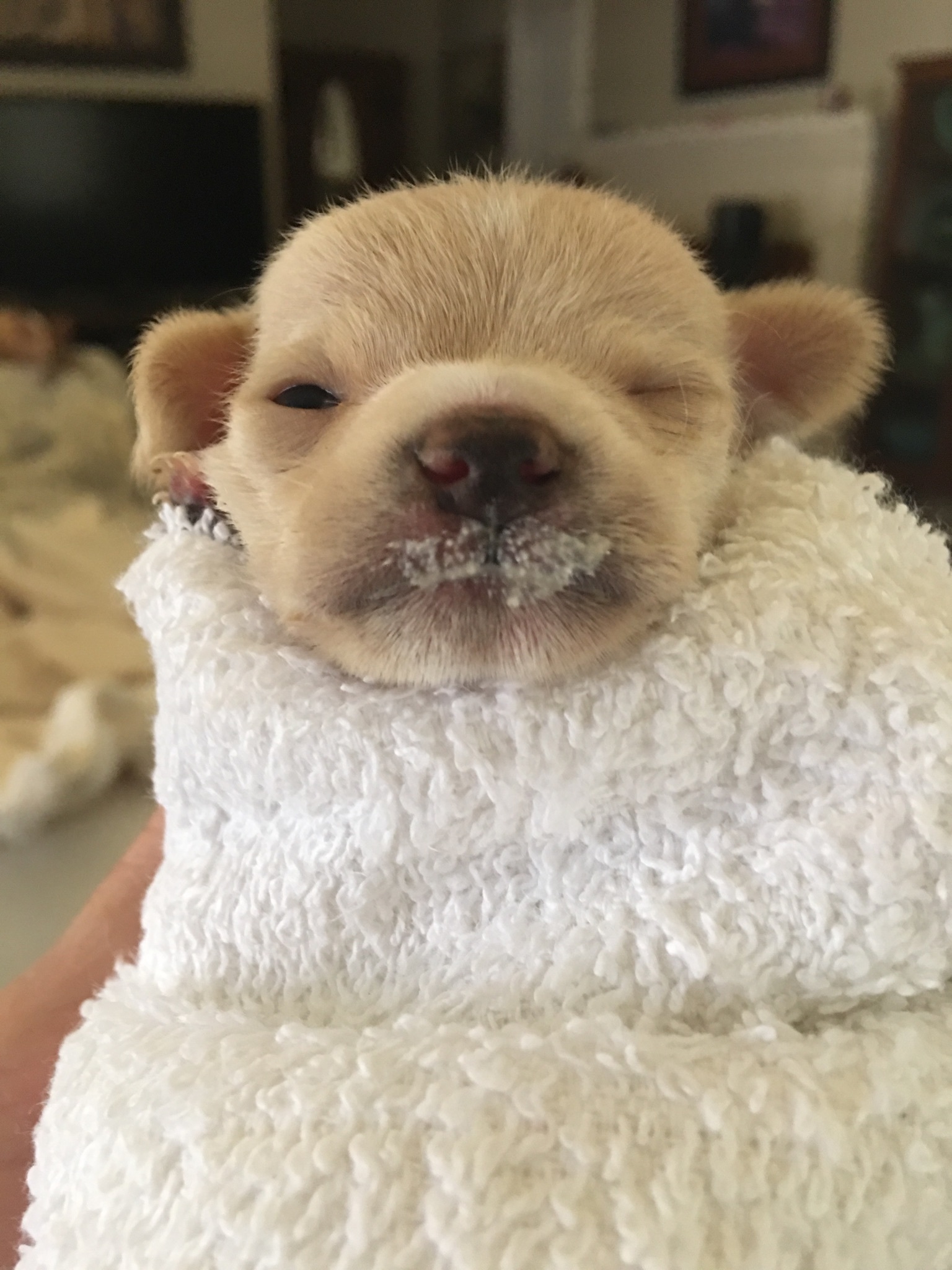 Enlarge Little Louie, a Adoptable mixed breed in Bakersfield, CA image 1/6