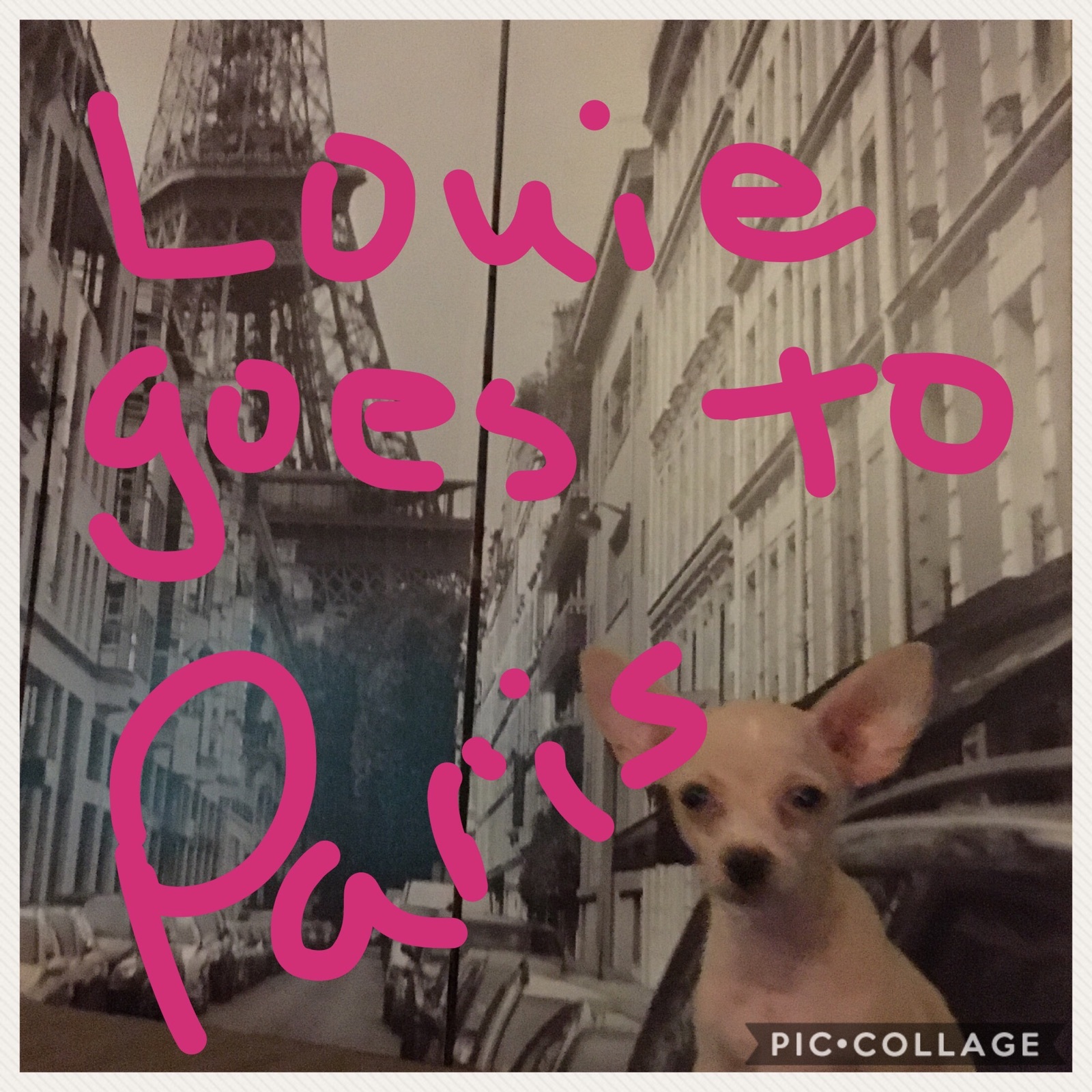 Enlarge Little Louie, a Adoptable mixed breed in Bakersfield, CA image 2/6