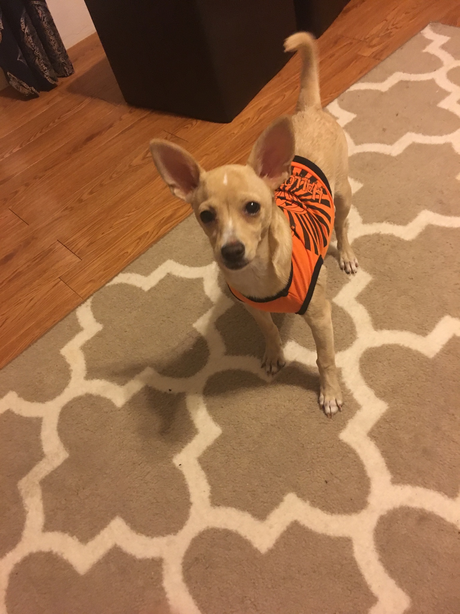 Enlarge Little Louie, a Adoptable mixed breed in Bakersfield, CA image 3/6