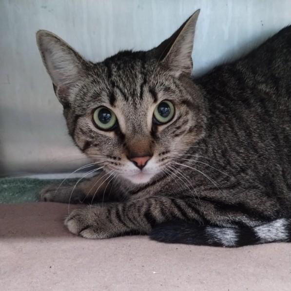 Enlarge QUINOA, a Adoptable Domestic Short Hair in Alameda, CA image 1/1