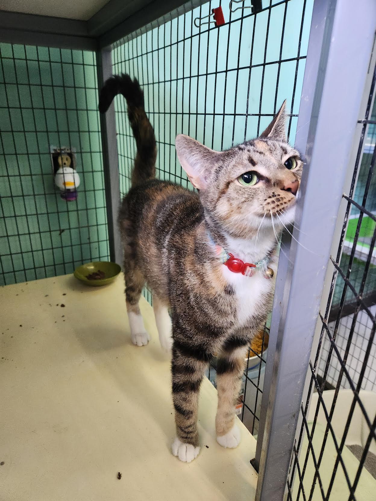 Enlarge Kiki, a Adoptable Domestic Short Hair in Crossville, TN image 1/2