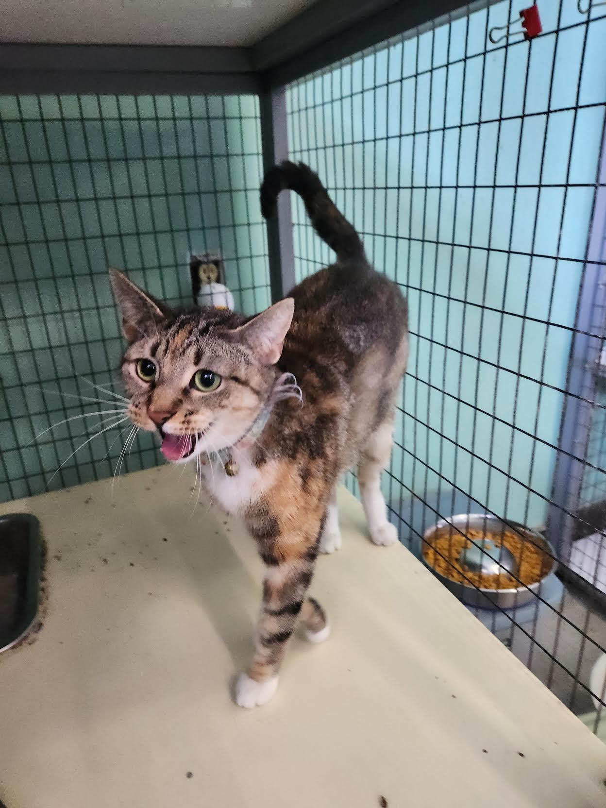 Enlarge Kiki, a Adoptable Domestic Short Hair in Crossville, TN image 2/2