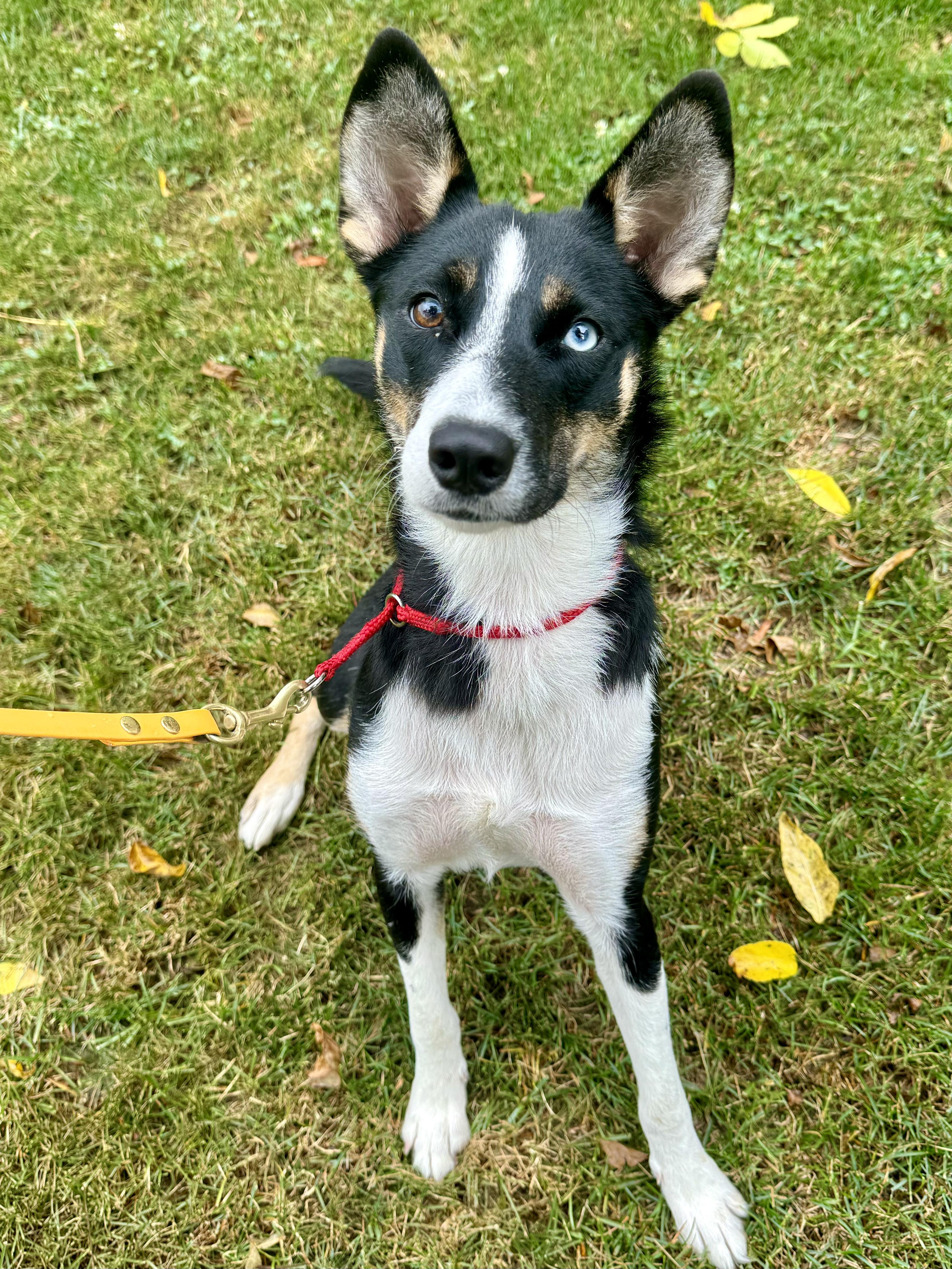 Enlarge Cricket, a ADOPTABLE Border Collie in Muncy, PA image 4/6