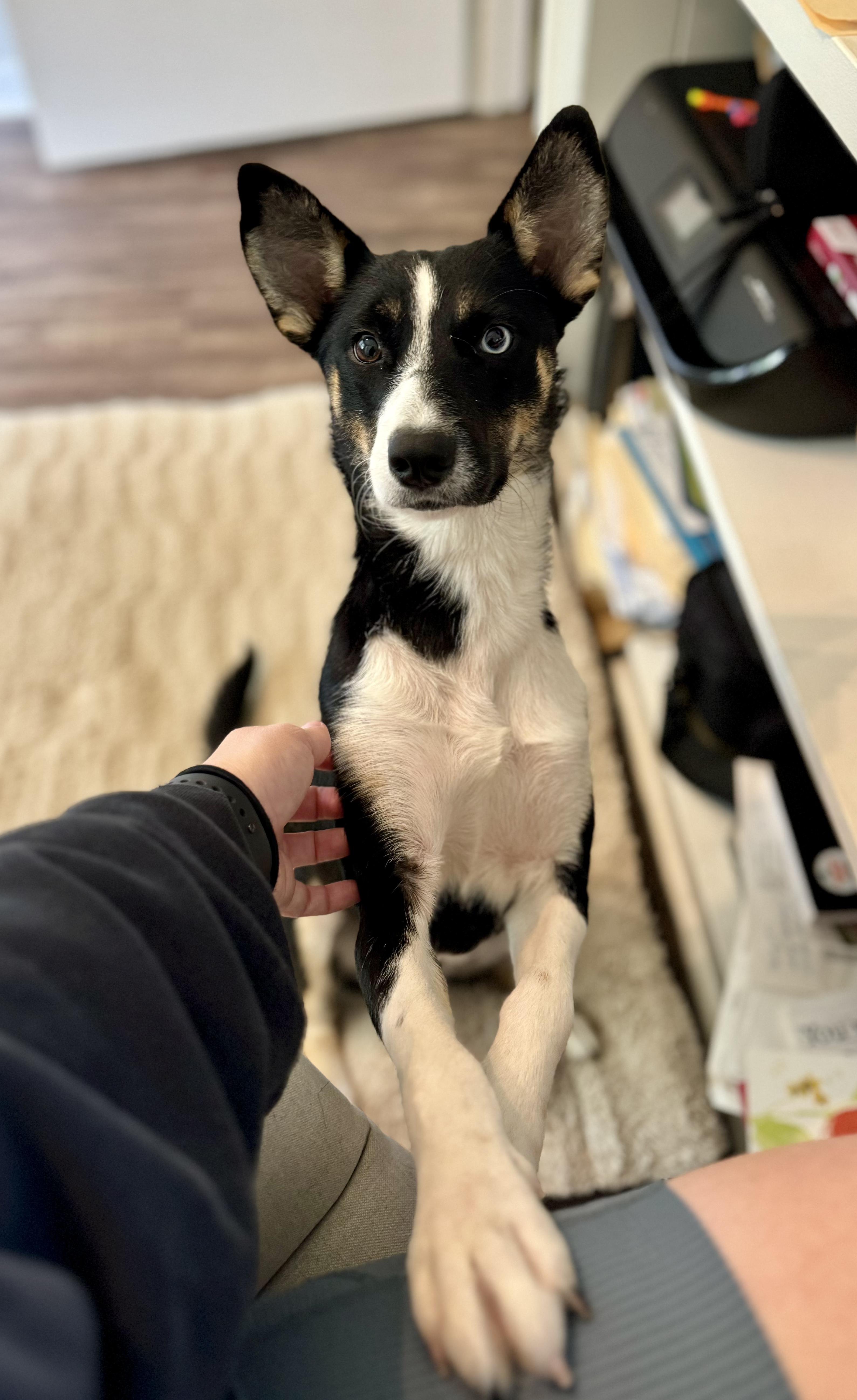Enlarge Cricket, a ADOPTABLE Border Collie in Muncy, PA image 2/6