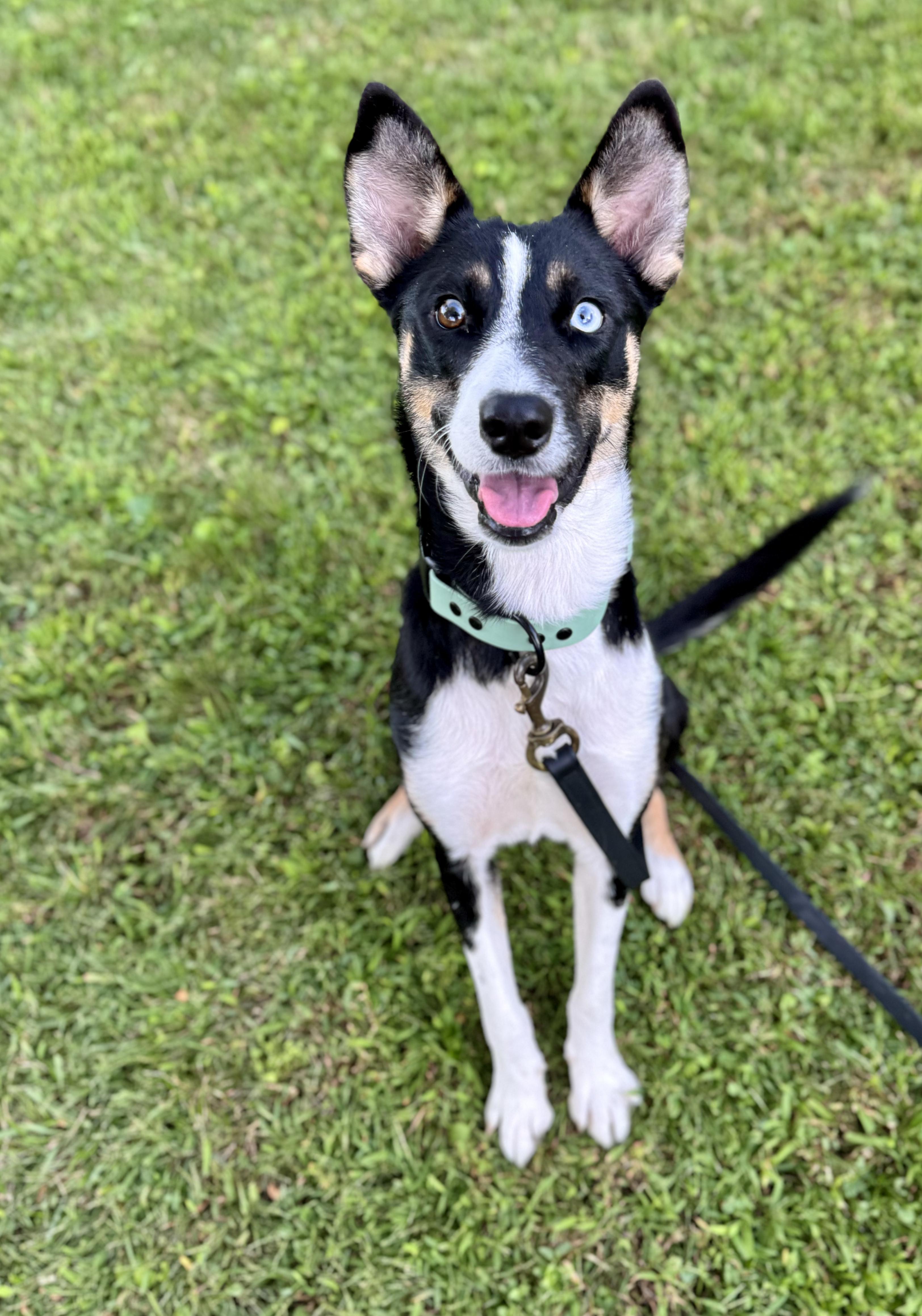 Cricket, ADOPTABLE, Young Female Border Collie.