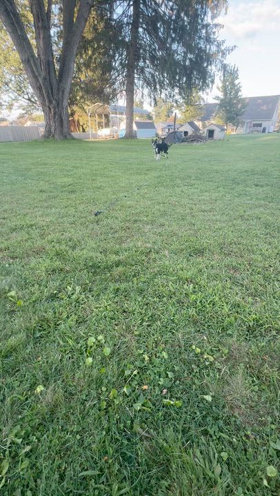 Enlarge Cricket, a ADOPTABLE Border Collie in Muncy, PA video 6/6