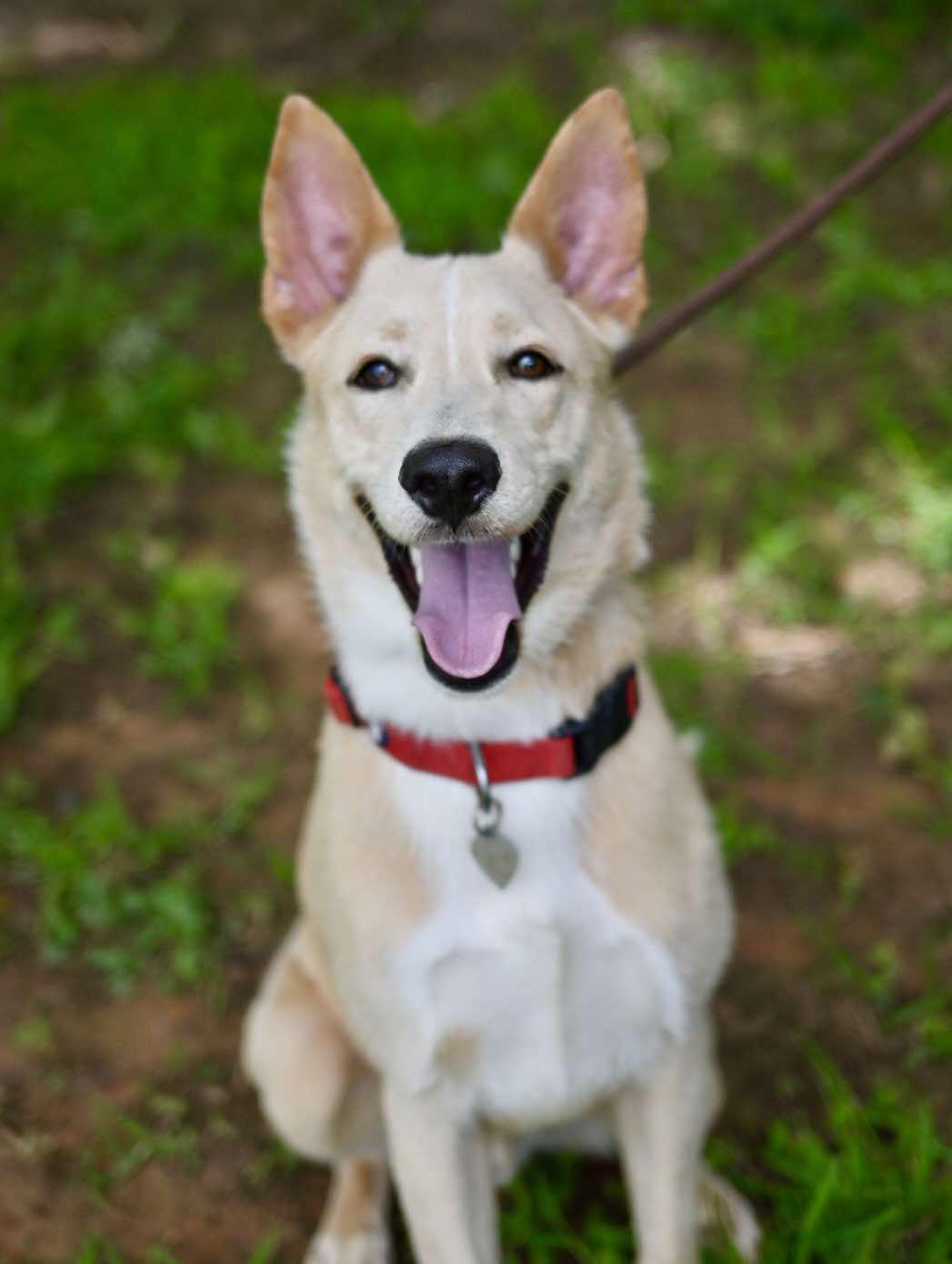 Wylie, a Adoptable mixed breed in Matthews, NC image 1/3