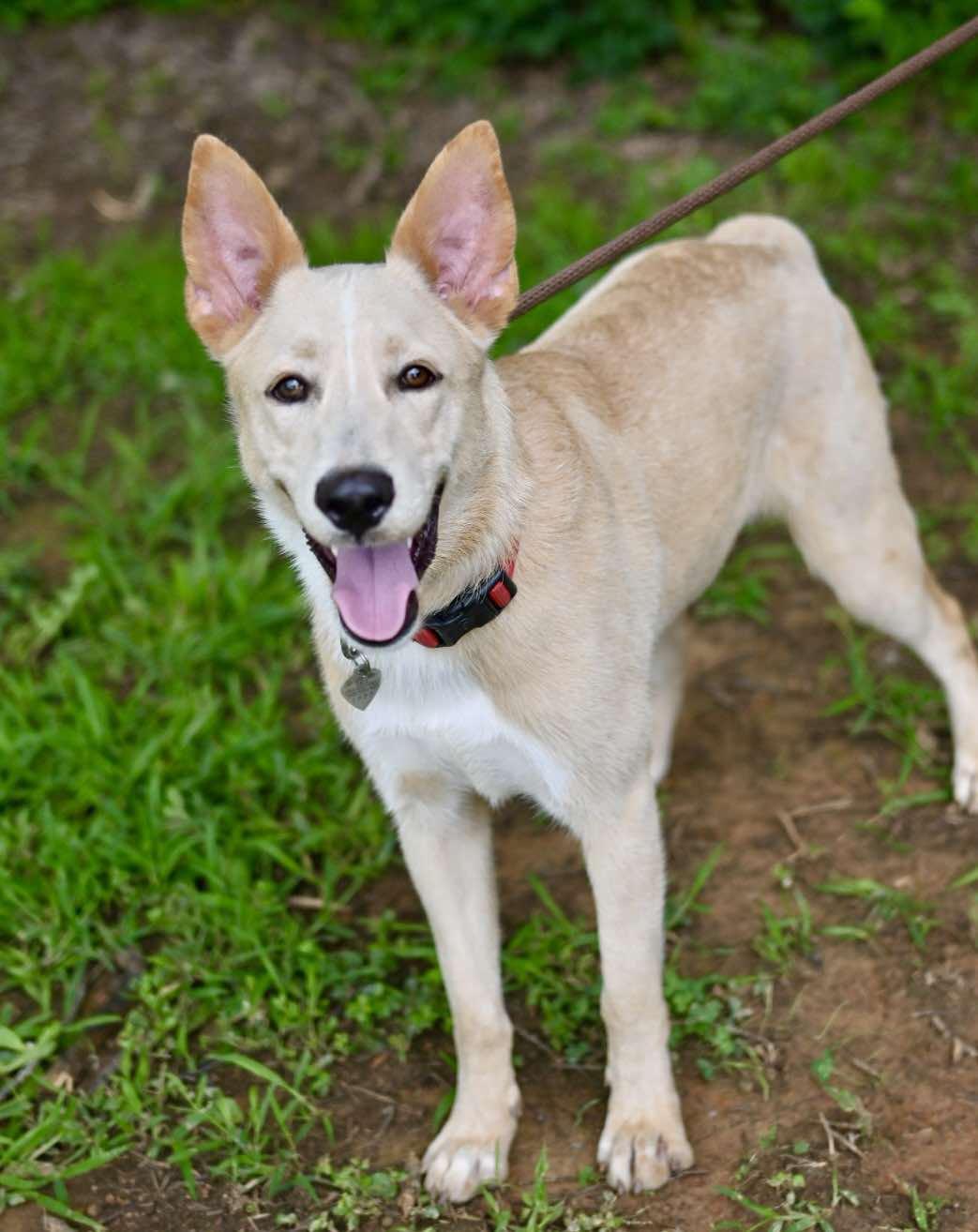 Wylie, a Adoptable mixed breed in Matthews, NC image 2/3