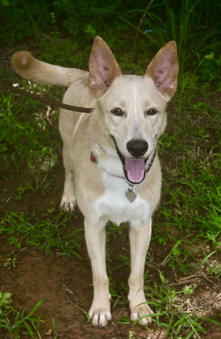 Wylie, a Adoptable mixed breed in Matthews, NC image 3/3