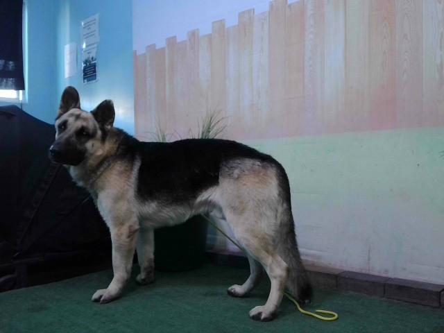 Enlarge TONY, a Adoptable German Shepherd Dog in Baldwin Park, CA image 1/1