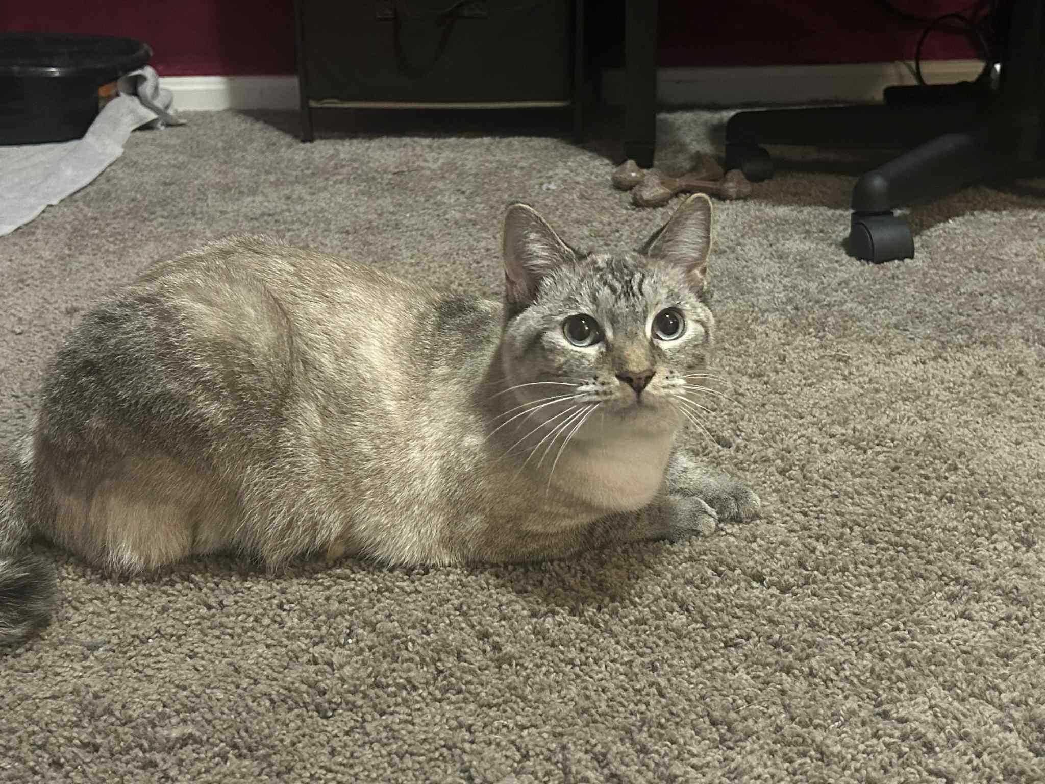 Root Beer thumbnail 3