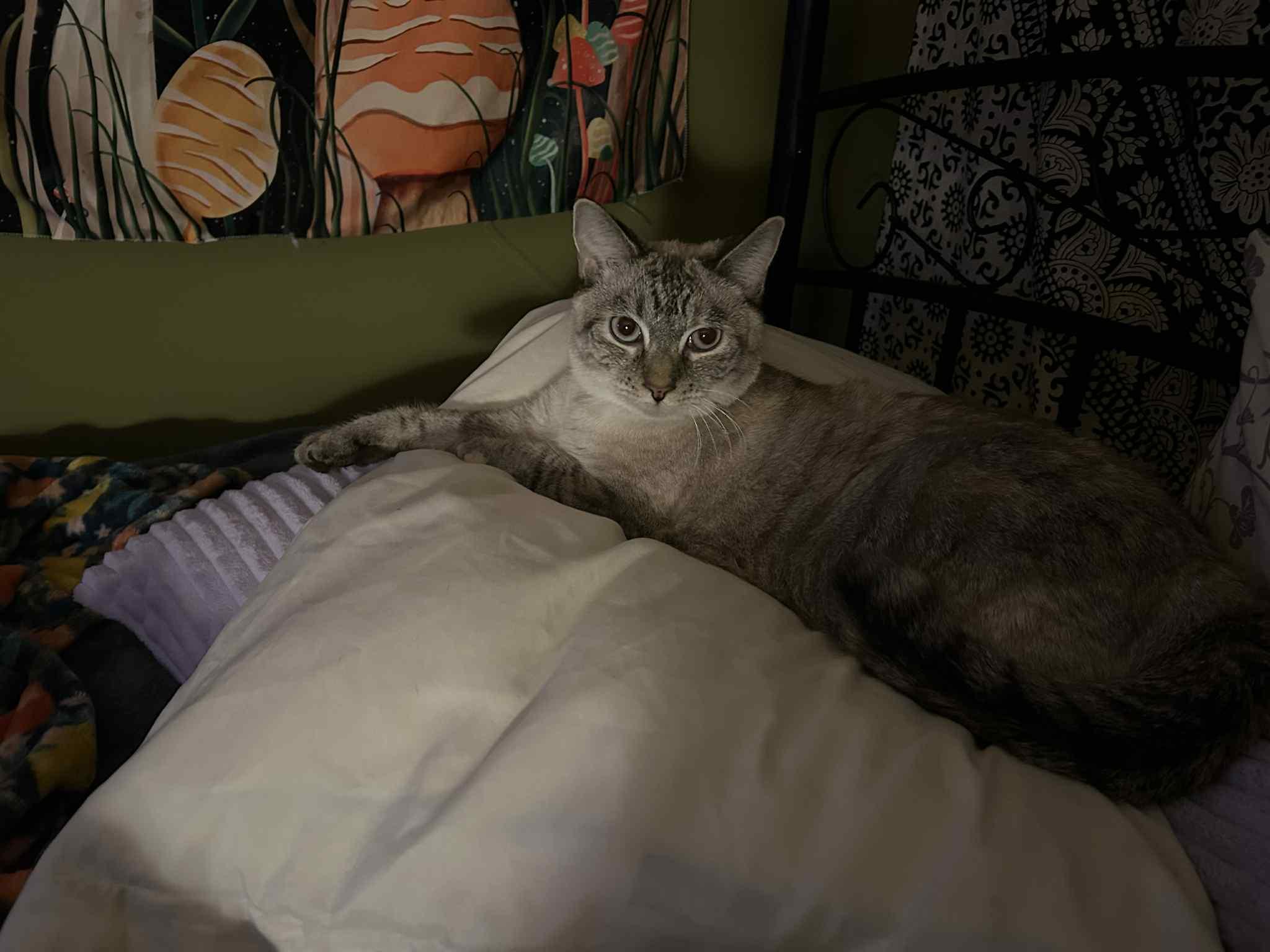 Root Beer thumbnail 5