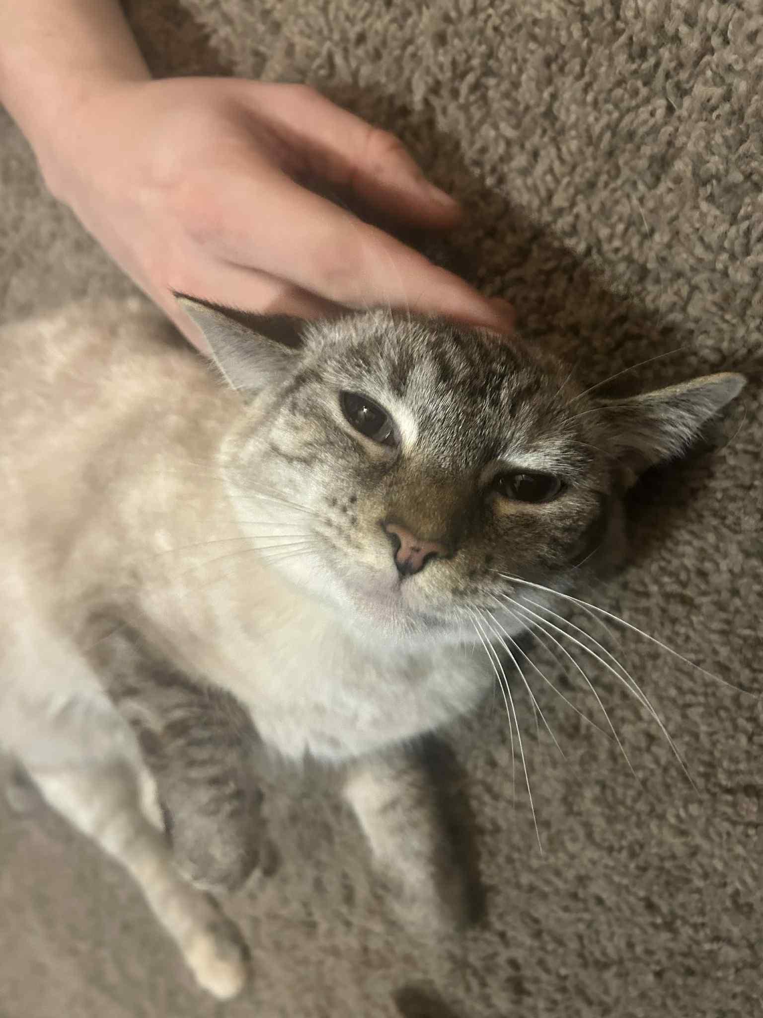 Root Beer thumbnail 6