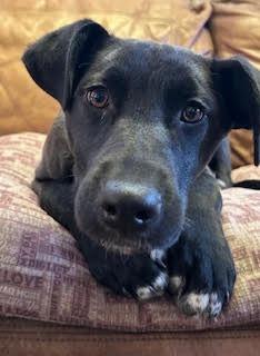 Wiki, Adoptable, Young Female German Shepherd Dog & Mixed Breed.