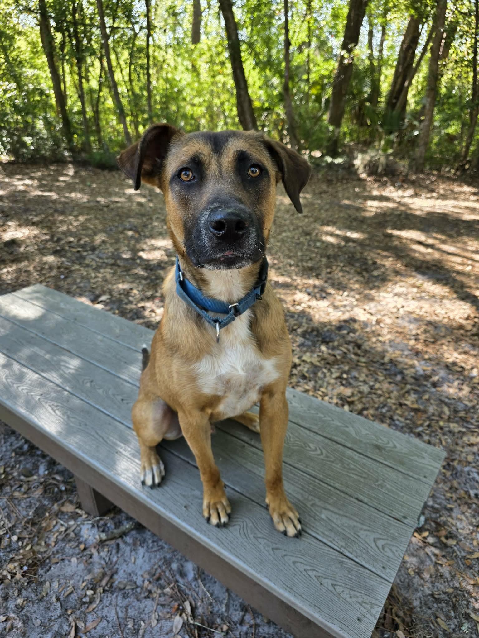 Enlarge Toast, a ADOPTABLE mixed breed in Umatilla, FL image 2/5