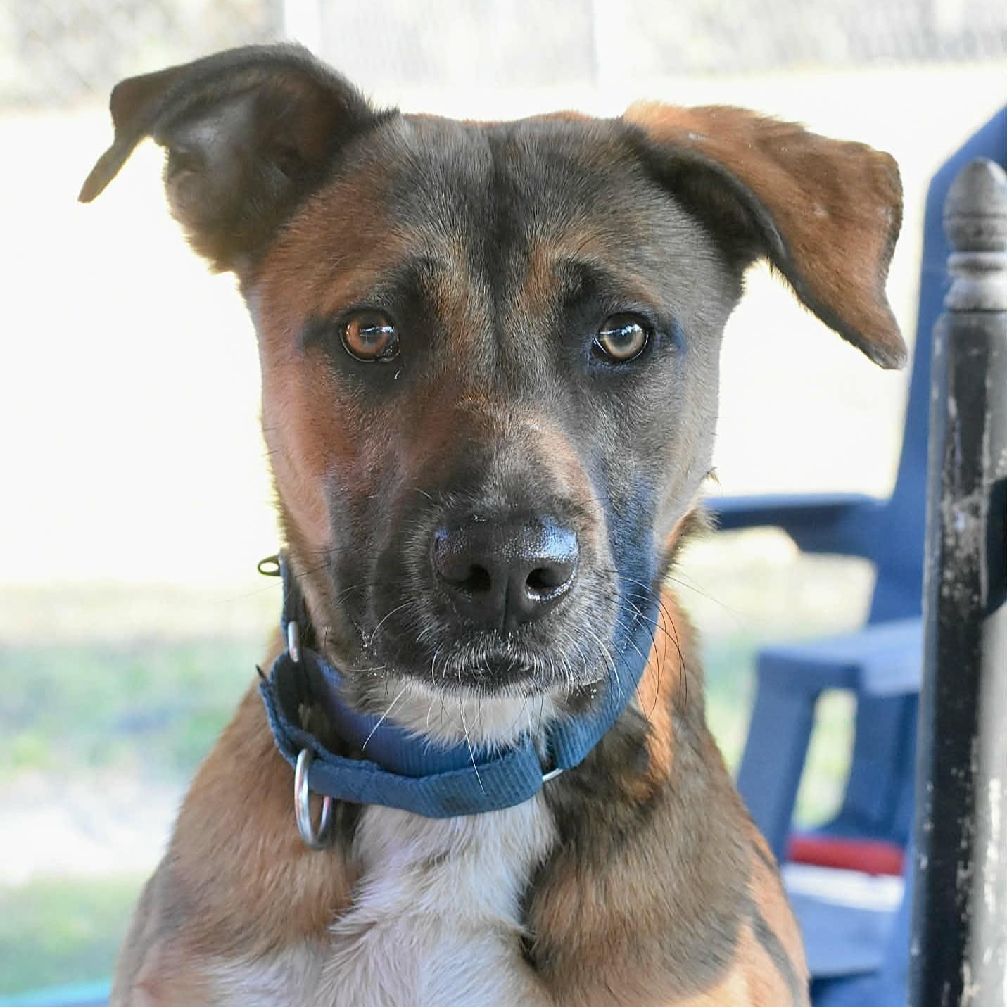 Toast, ADOPTABLE, Adult Male Mixed Breed & Black Mouth Cur.