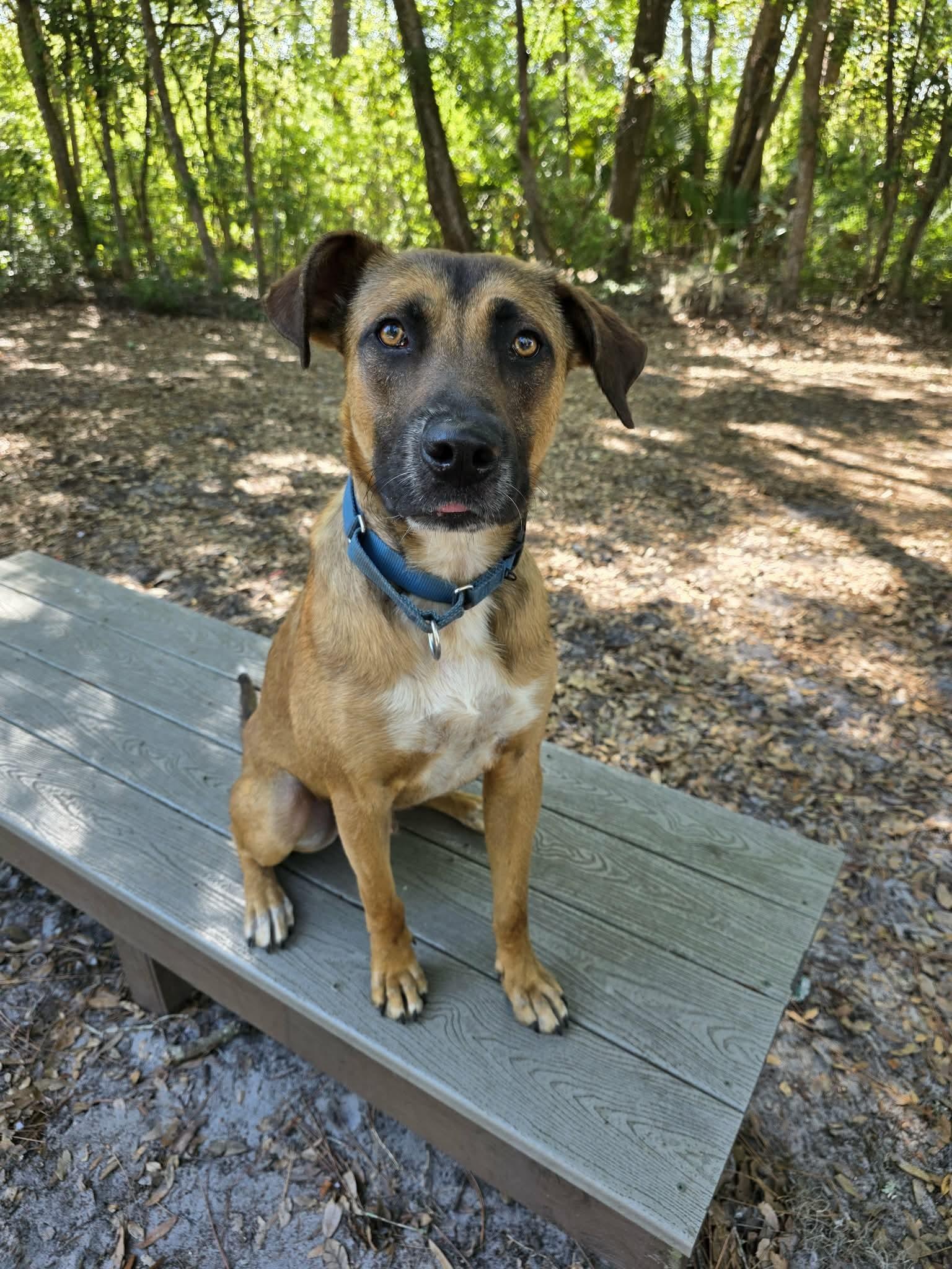 Enlarge Toast, a ADOPTABLE mixed breed in Umatilla, FL image 2/6