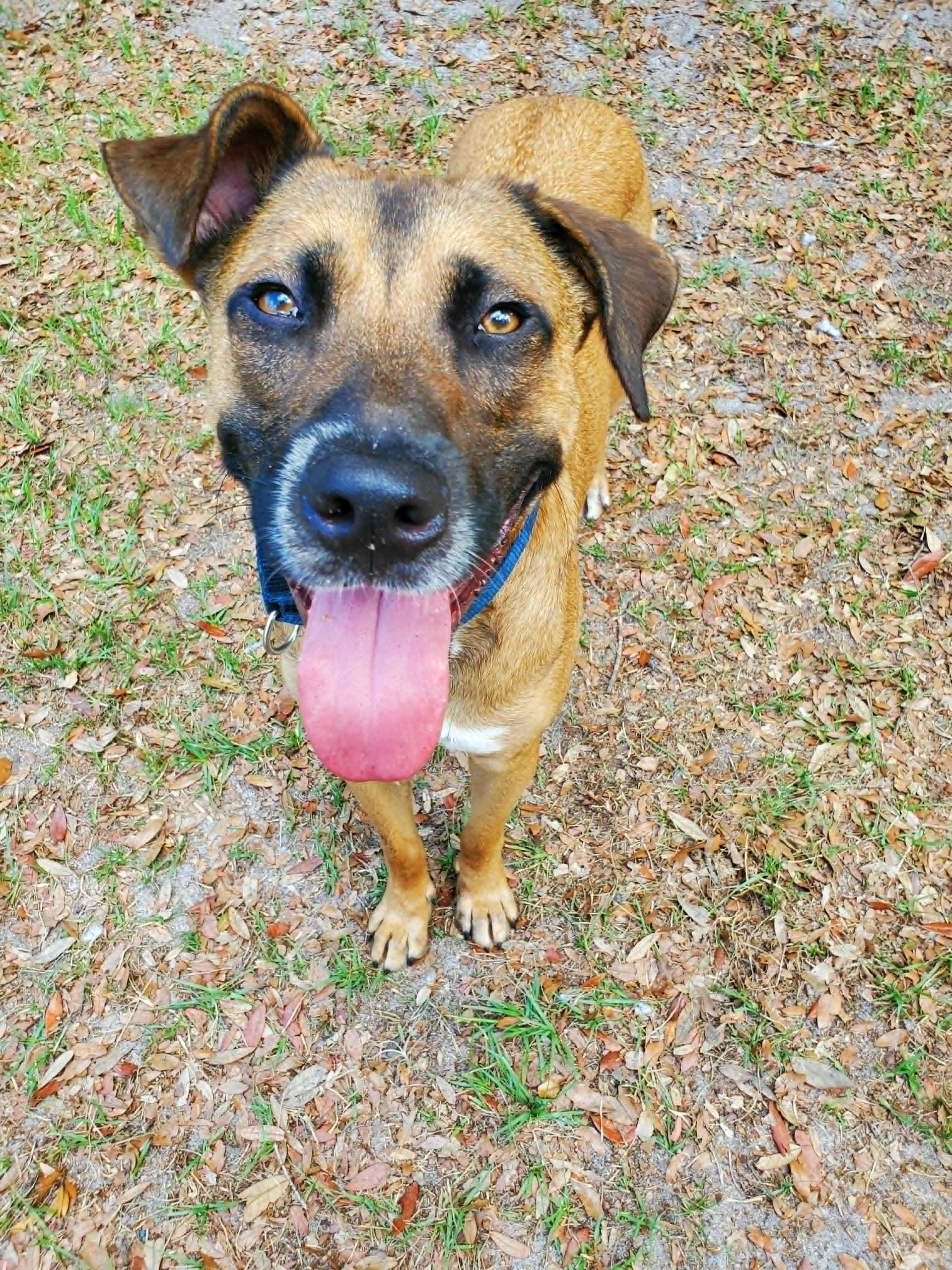 Toast, a ADOPTABLE mixed breed in Umatilla, FL image 4/6