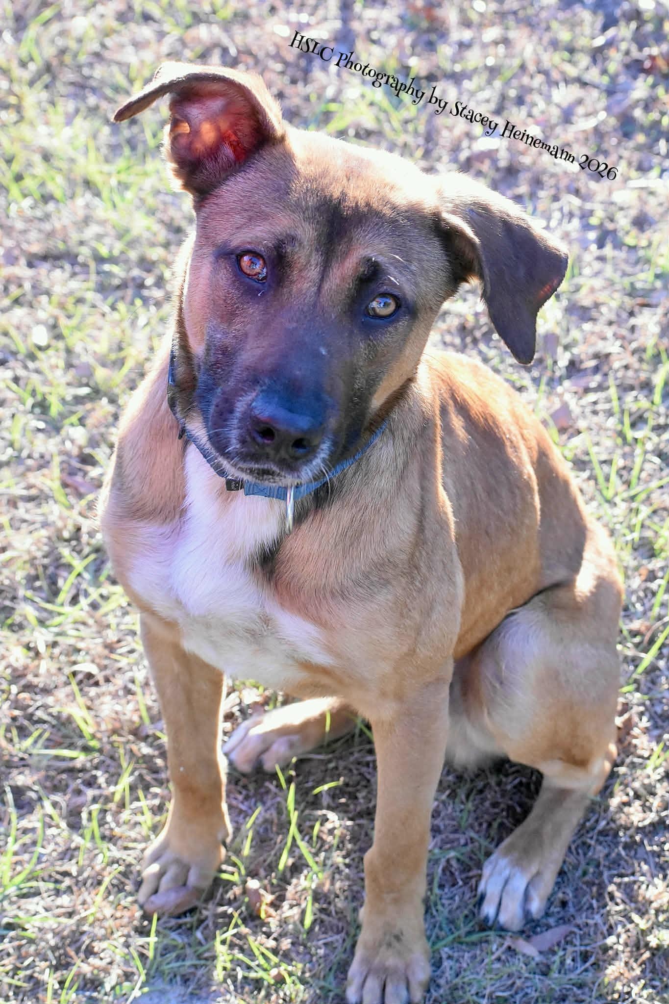 Enlarge Toast, a ADOPTABLE mixed breed in Umatilla, FL image 4/6