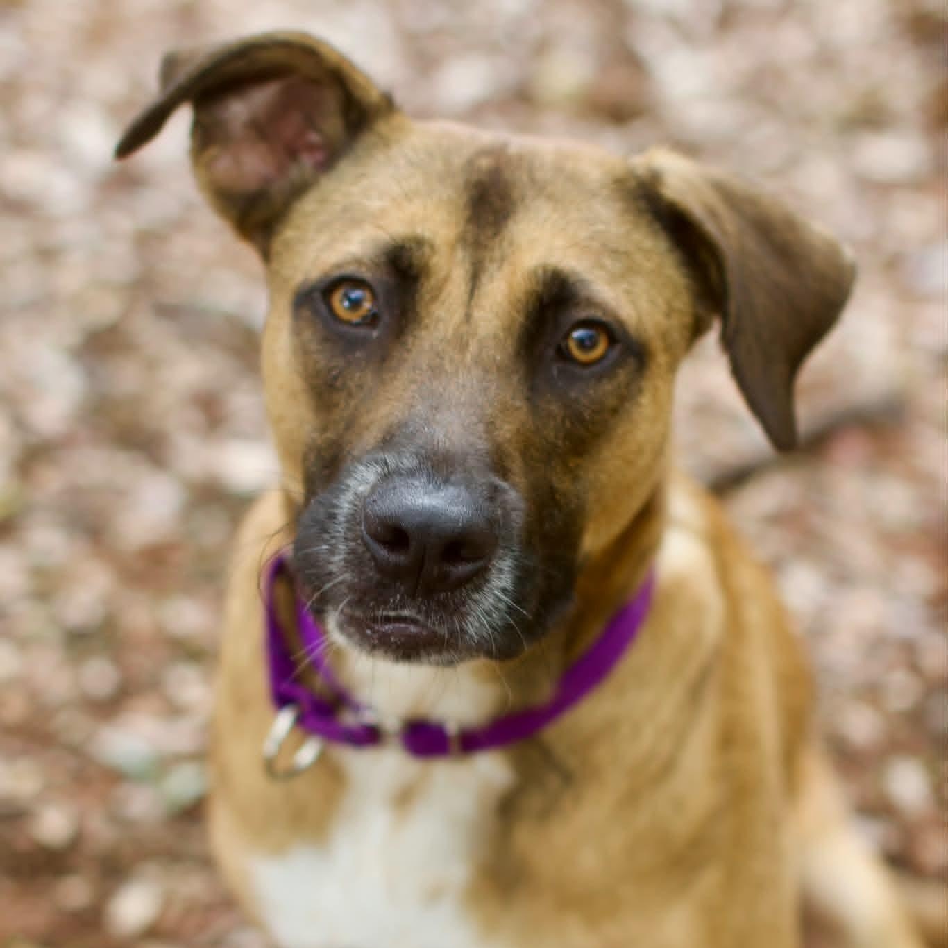 Toast, a ADOPTABLE mixed breed in Umatilla, FL image 1/6