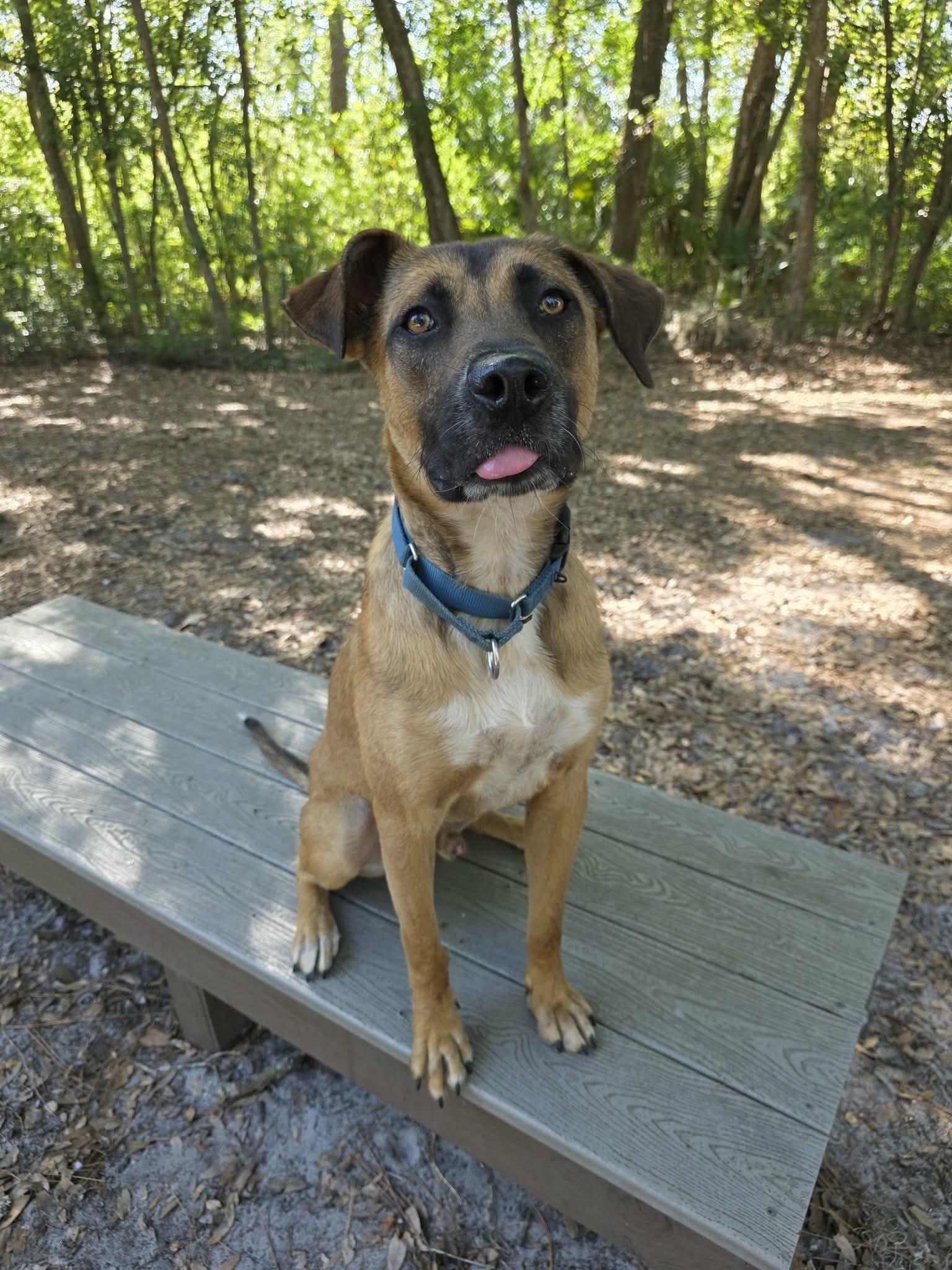 Enlarge Toast, a ADOPTABLE mixed breed in Umatilla, FL image 4/5