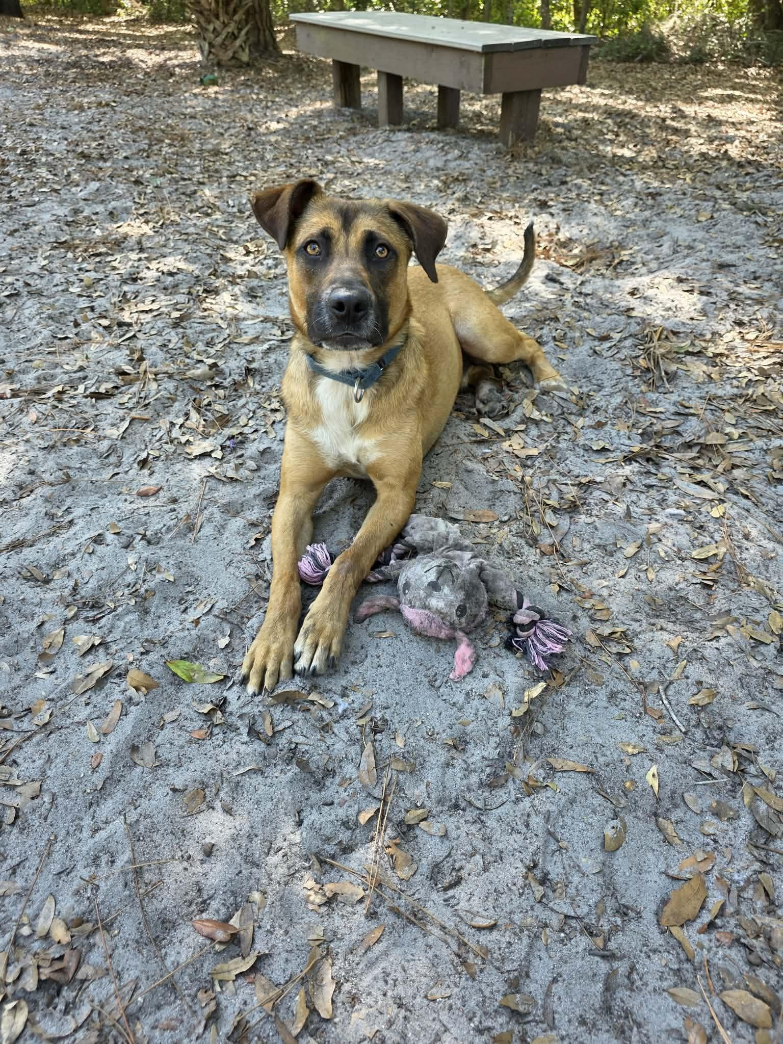 Enlarge Toast, a ADOPTABLE mixed breed in Umatilla, FL image 5/5