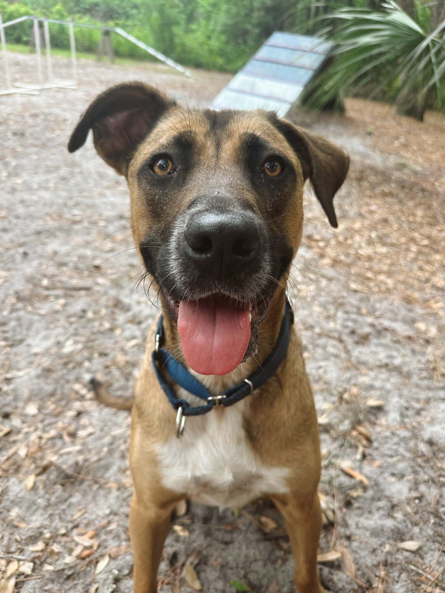 Enlarge Toast, a ADOPTABLE mixed breed in Umatilla, FL image 1/5