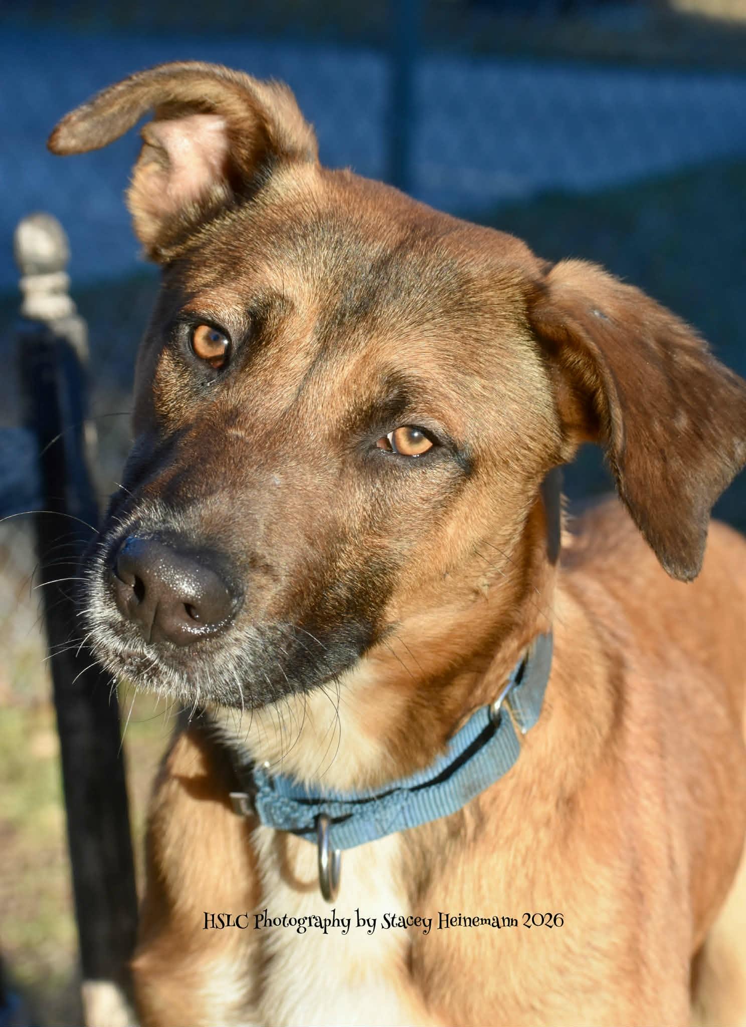 Enlarge Toast, a ADOPTABLE mixed breed in Umatilla, FL image 3/6