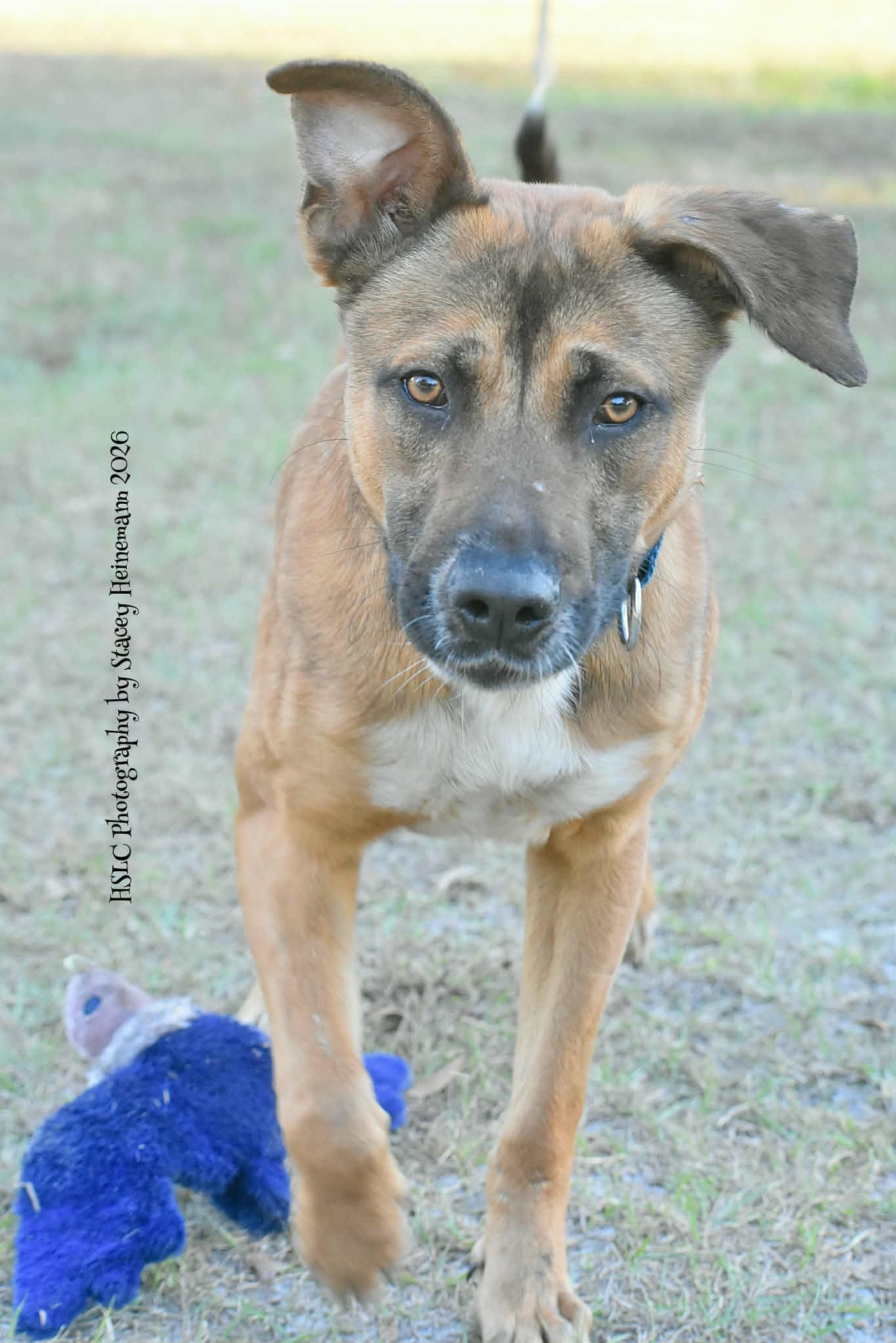 Enlarge Toast, a ADOPTABLE mixed breed in Umatilla, FL image 3/5