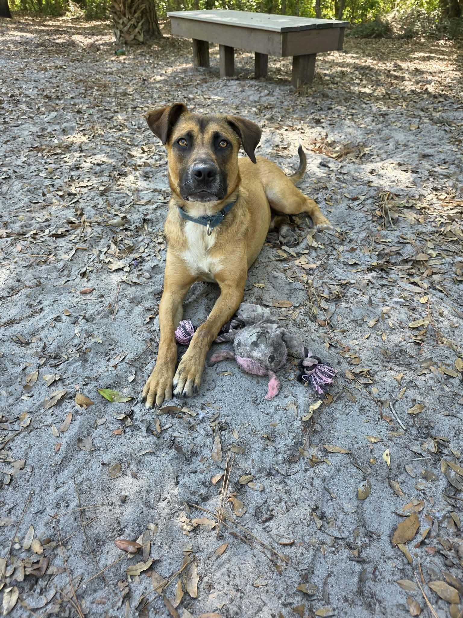 Enlarge Toast, a ADOPTABLE mixed breed in Umatilla, FL image 6/6