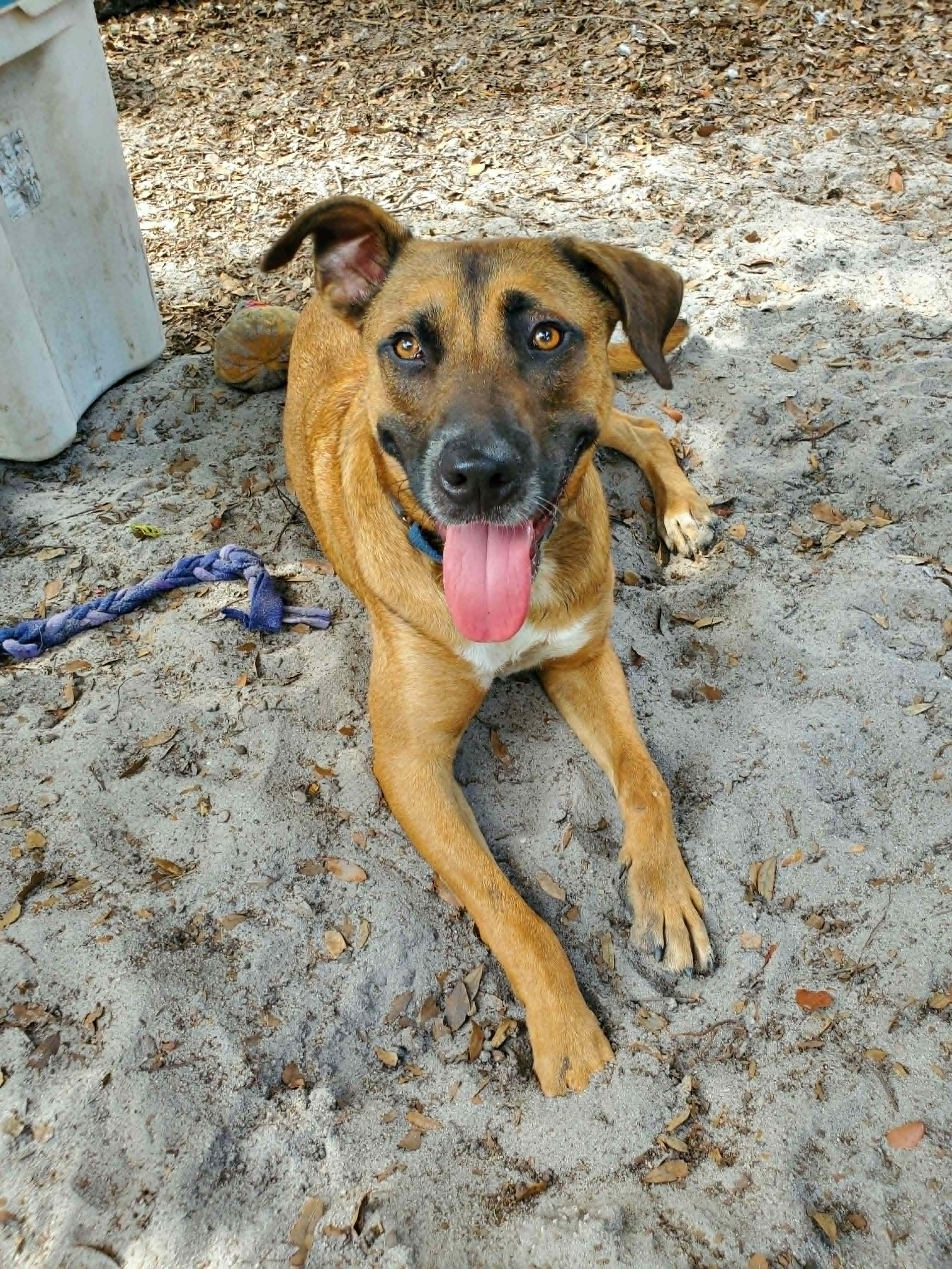 Toast, a ADOPTABLE mixed breed in Umatilla, FL image 2/6