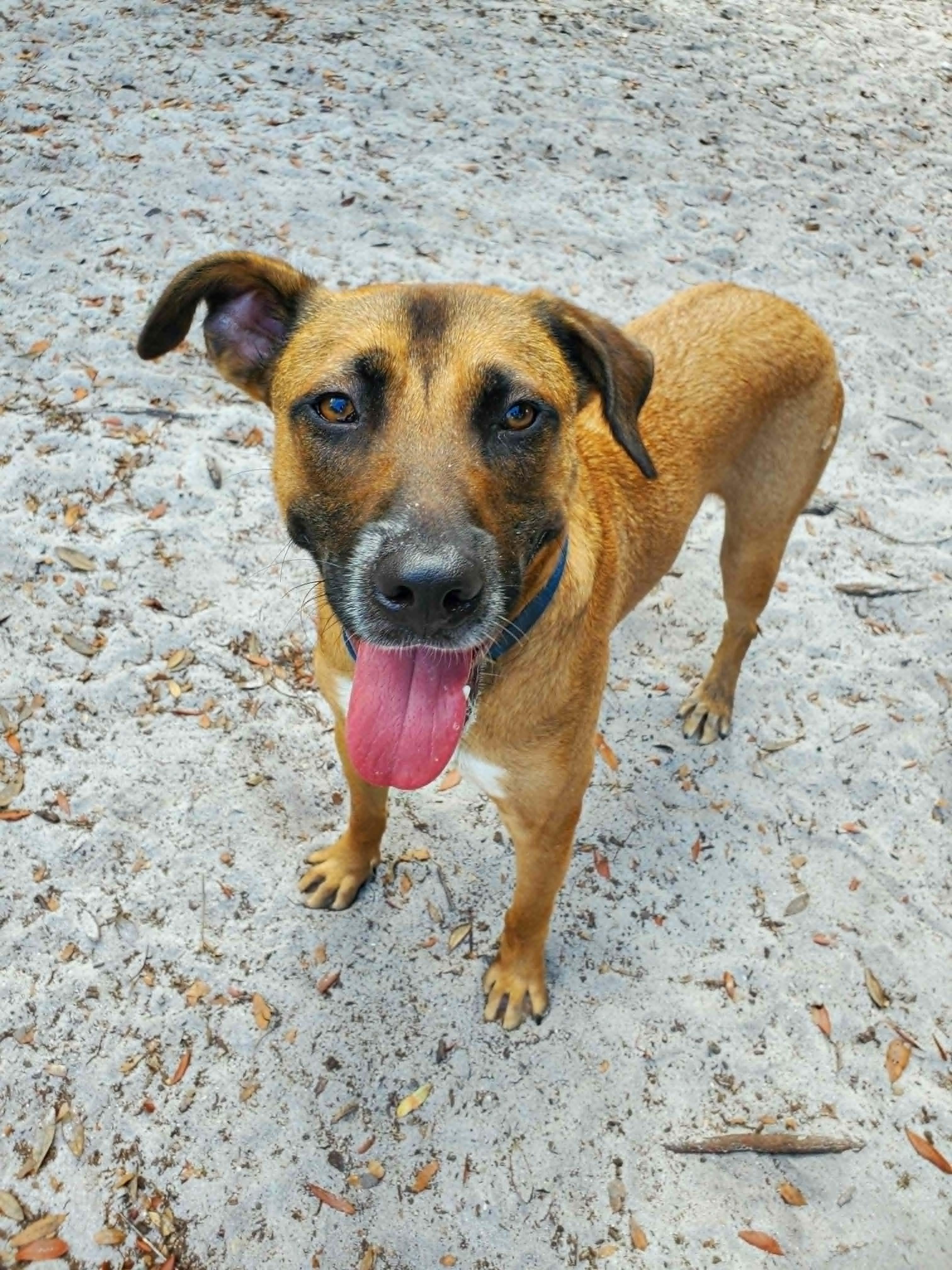Toast, a ADOPTABLE mixed breed in Umatilla, FL image 6/6