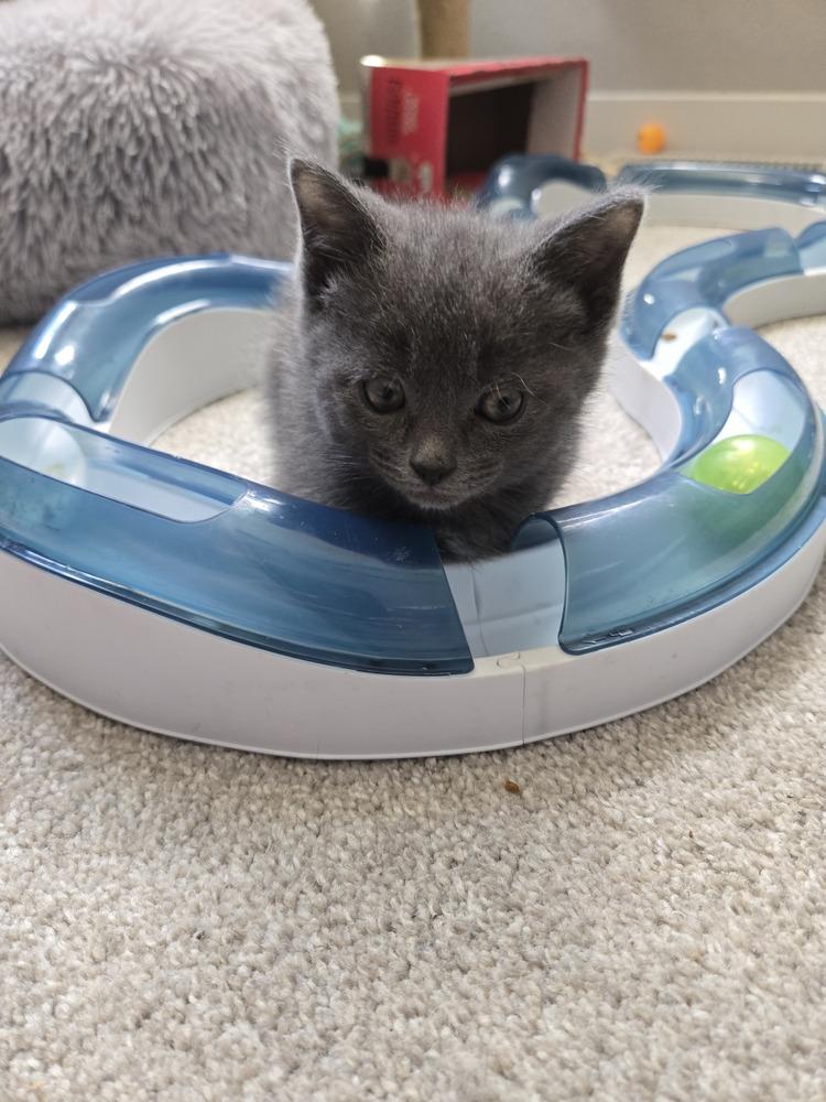 Pickles, Adoptable, Kitten Male Domestic Short Hair.