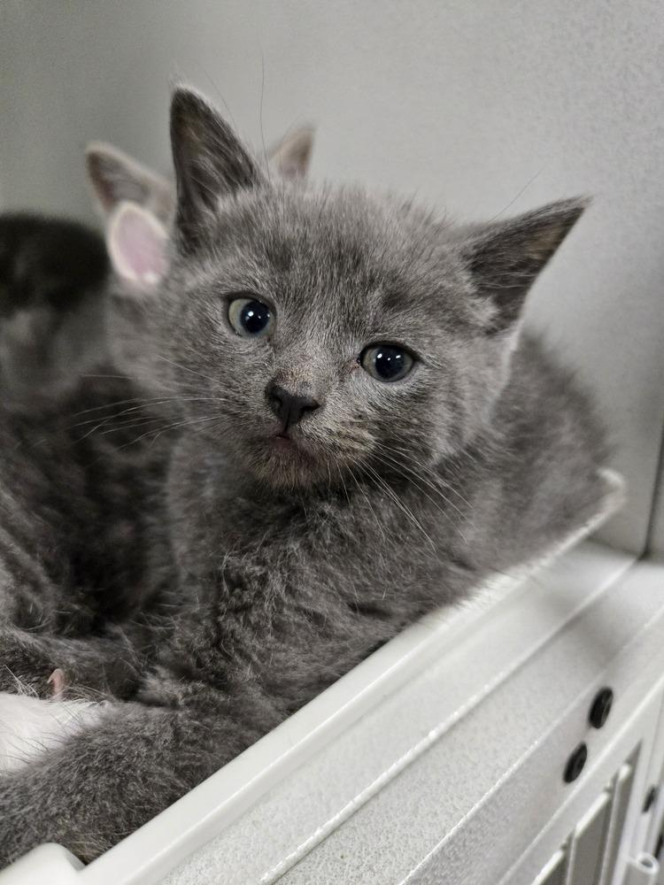 Enlarge Pickles, a Adoptable mixed breed in Union Grove, WI image 2/6