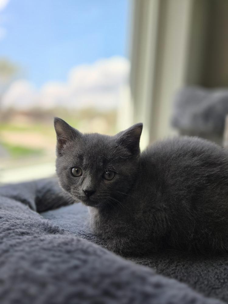 Enlarge Pickles, a Adoptable mixed breed in Union Grove, WI image 3/6