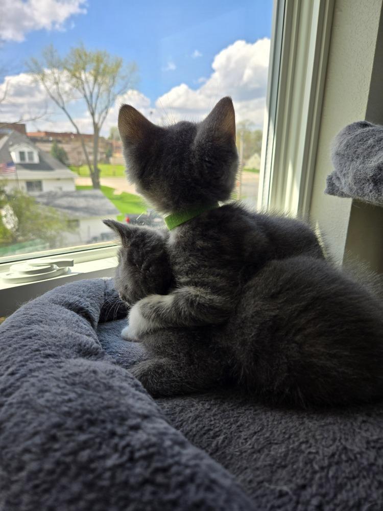 Enlarge Pickles, a Adoptable mixed breed in Union Grove, WI image 4/6