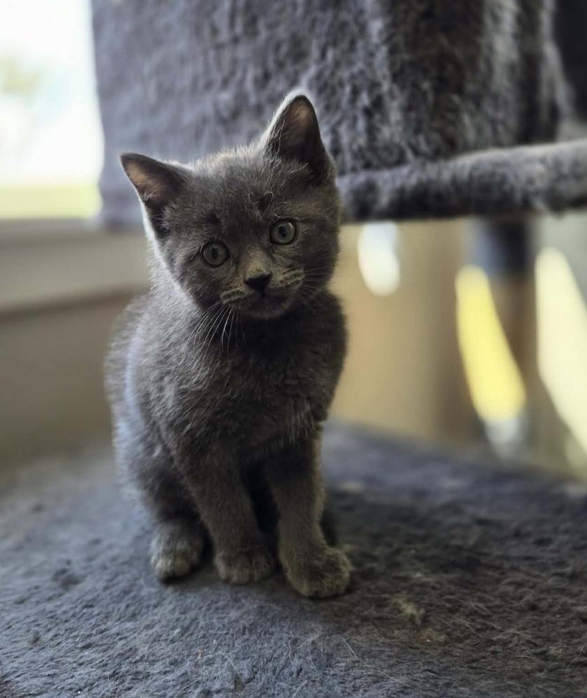 Enlarge Pickles, a Adoptable mixed breed in Union Grove, WI image 5/6