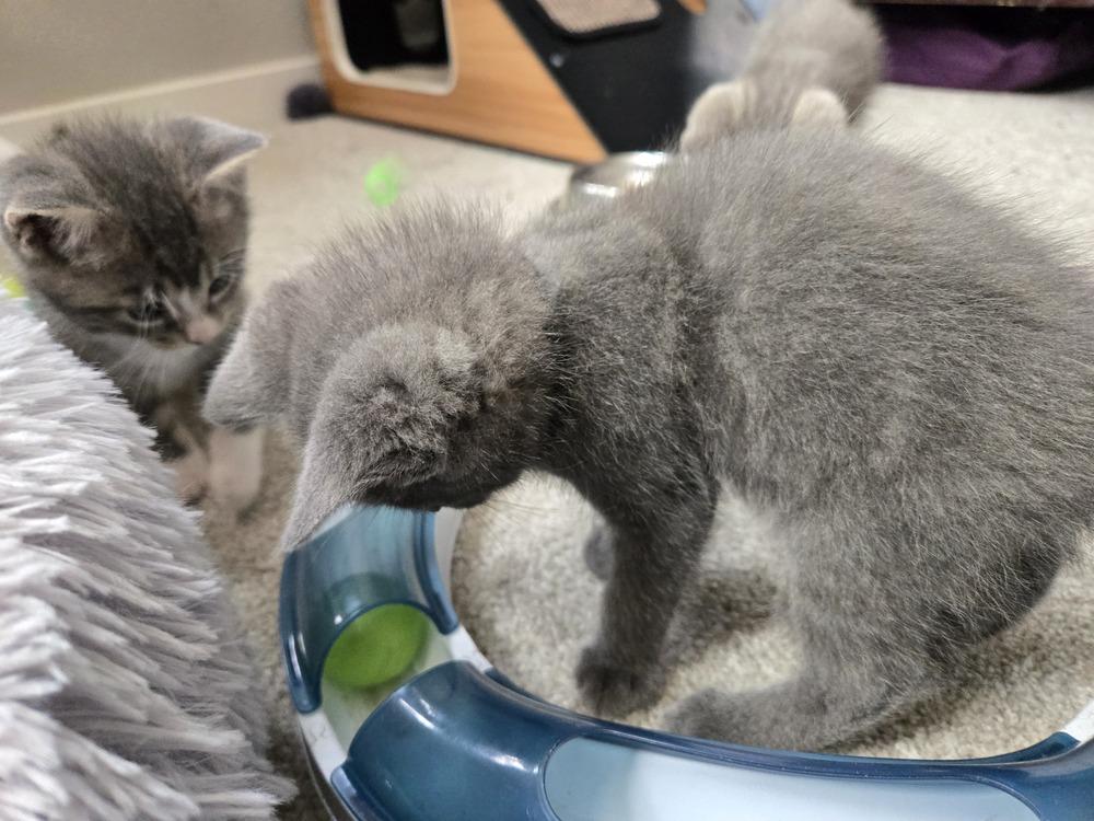 Enlarge Pickles, a Adoptable mixed breed in Union Grove, WI image 6/6