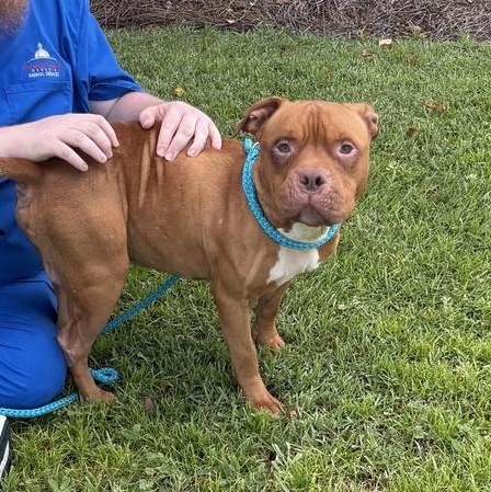 Enlarge Biff, a ADOPTABLE mixed breed in Valdosta, GA image 2/2