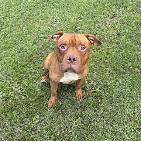 Biff, ADOPTABLE, Young Male Bulldog.
