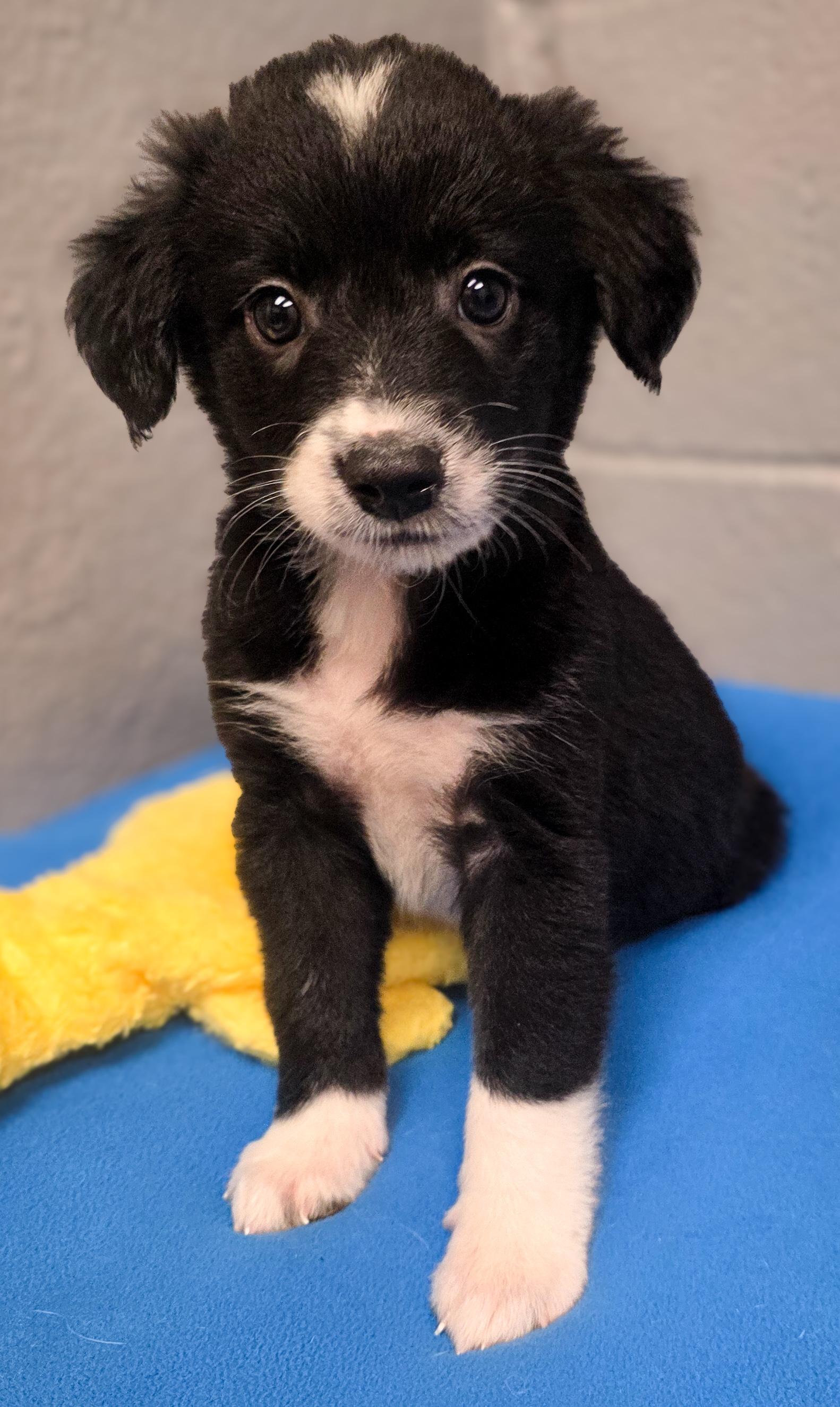 Dally, an adopted mixed breed in Spokane, WA image 2/2