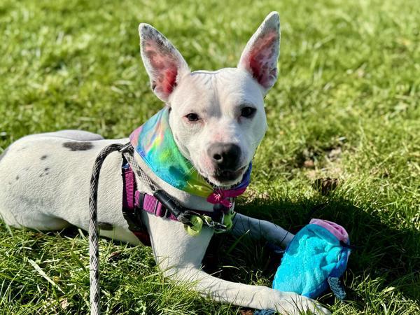 Enlarge Bubblegum, a Adoptable mixed breed in Portland, OR image 1/1