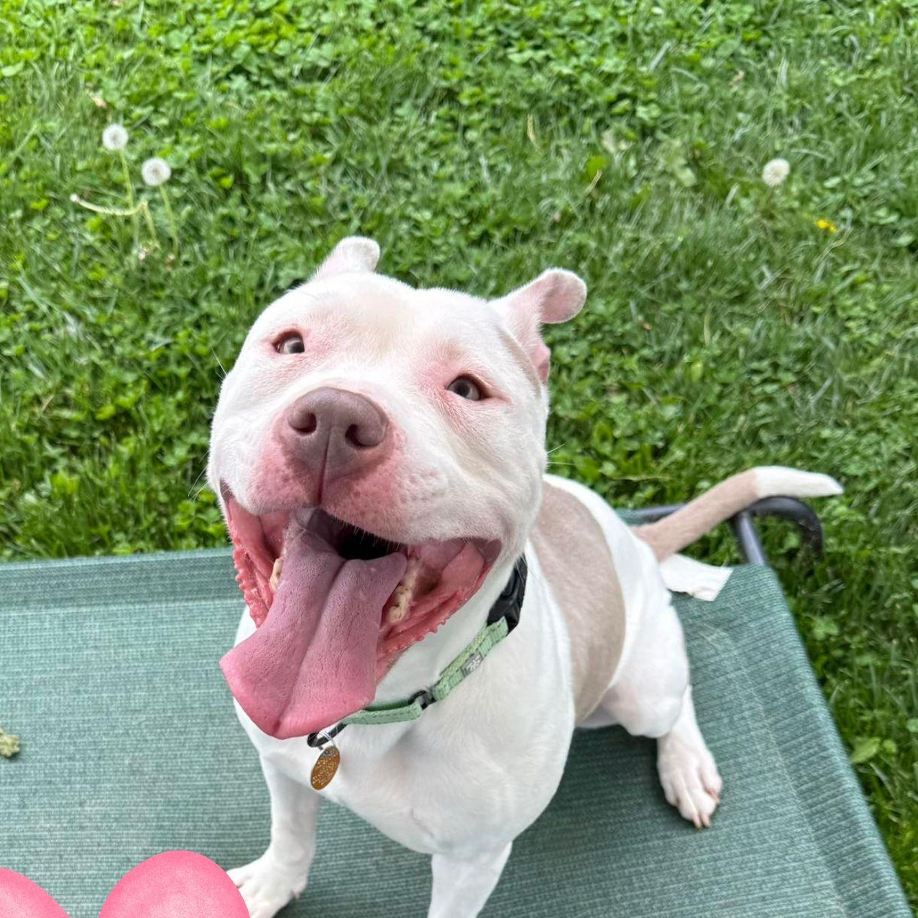 Ella Cutie, ADOPTABLE, Adult Female Pit Bull Terrier.