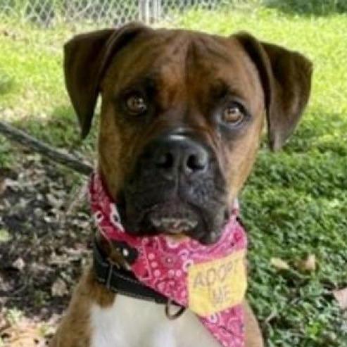 Enlarge Allman, a Adoptable Boxer in Sarasota, FL image 2/6